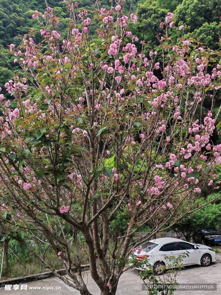 路边绽放的粉色繁花