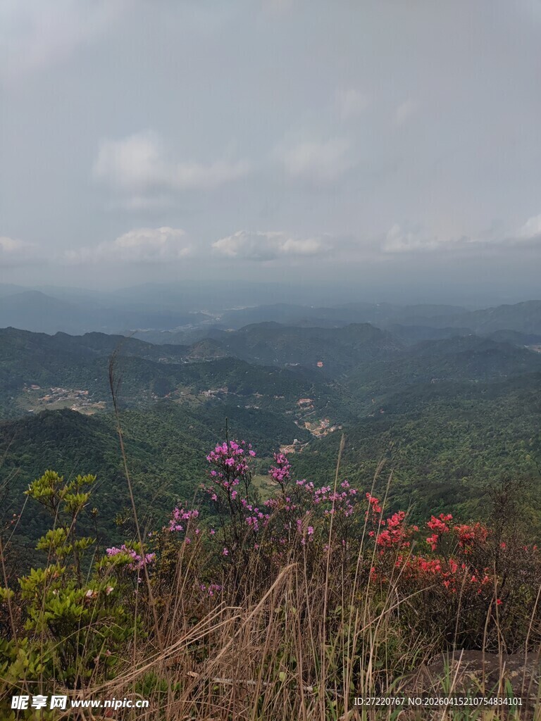 山间野花与朦胧远山