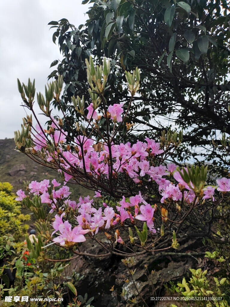 盛开的粉色杜鹃花