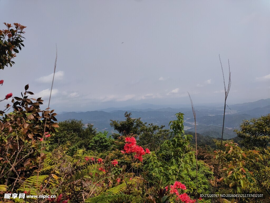 山间绽放的艳丽红花