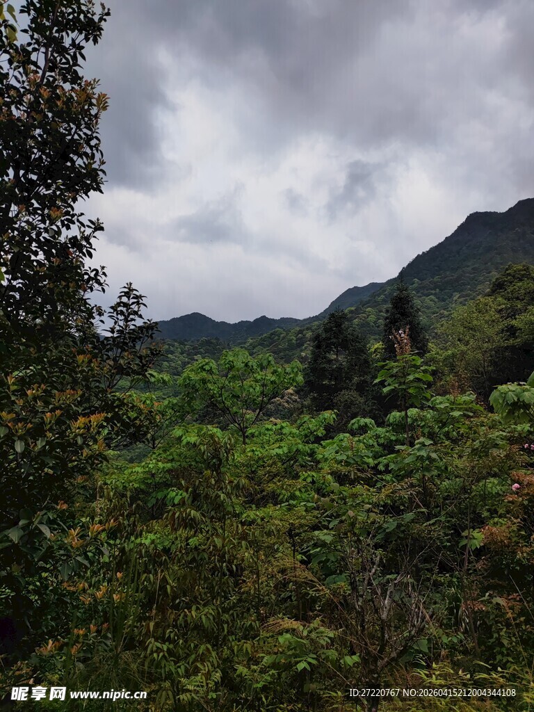 山林云雾间的绿意景致