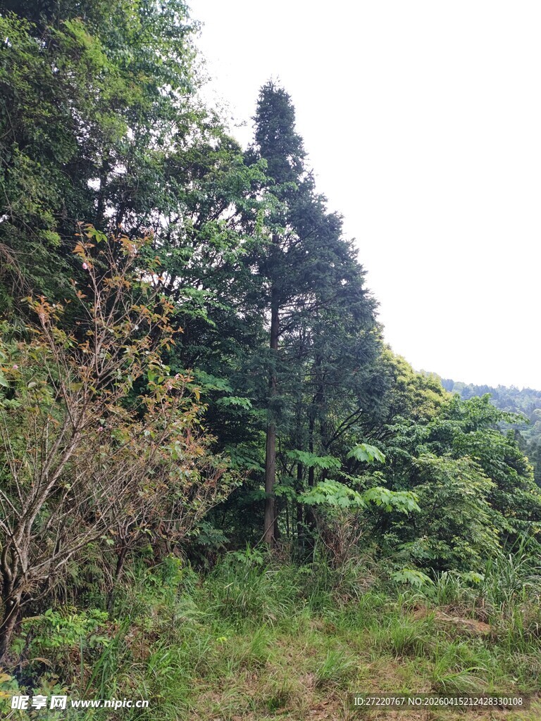 山林间的繁茂植被