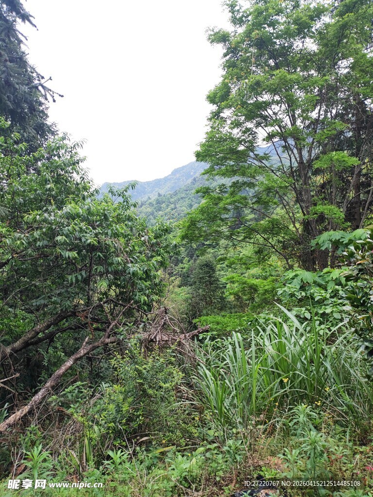 山林间繁茂的植被景观