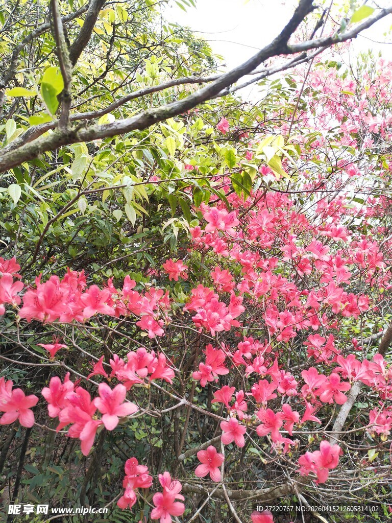 盛开的粉红色烂漫杜鹃花