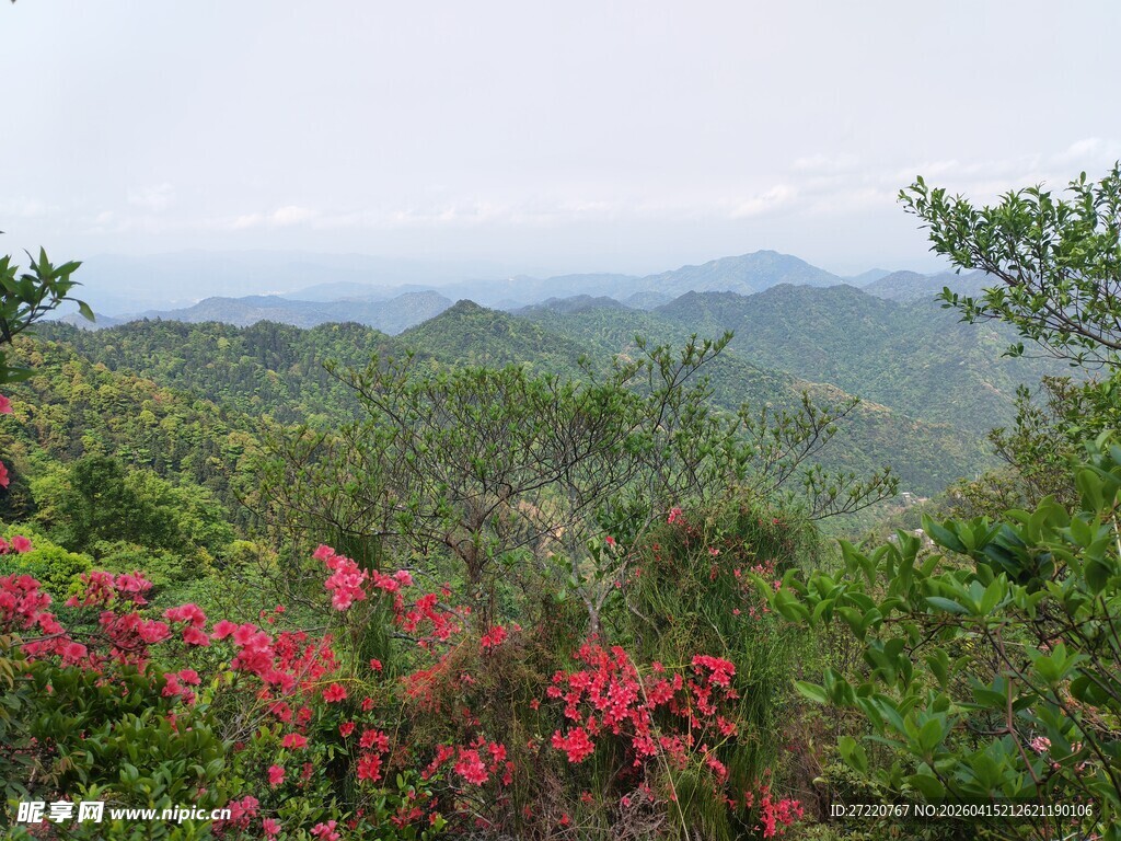 山间烂漫繁花与葱郁景致