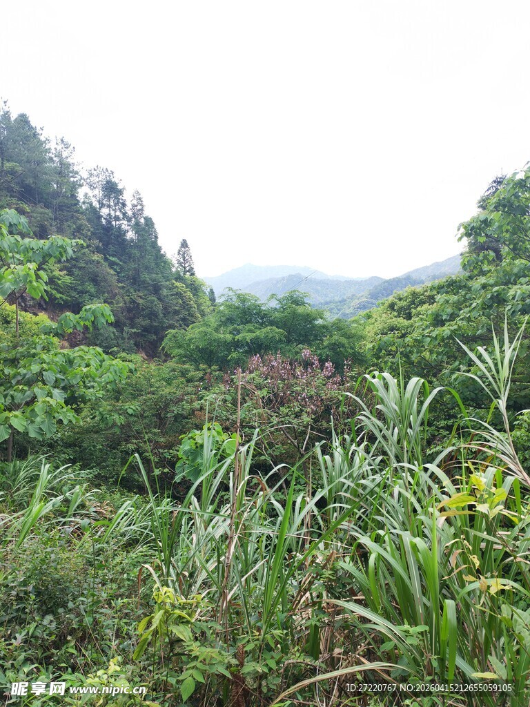 山林间繁茂的绿色植被