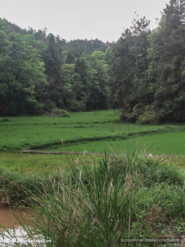 乡村绿野风光