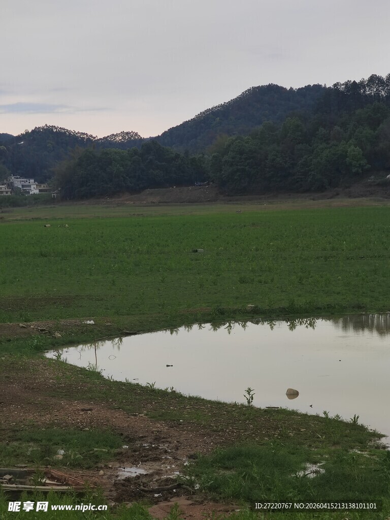 田园池塘边的宁静风光