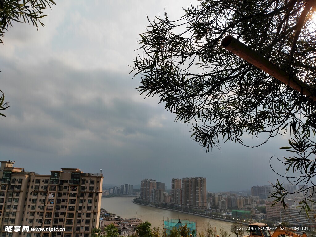 城市楼宇间的树梢景致