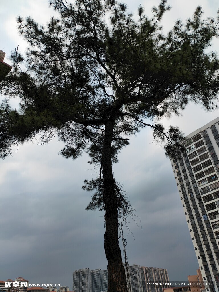 城市中挺拔的独立树木