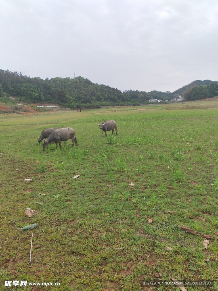 草原上的几头野牛