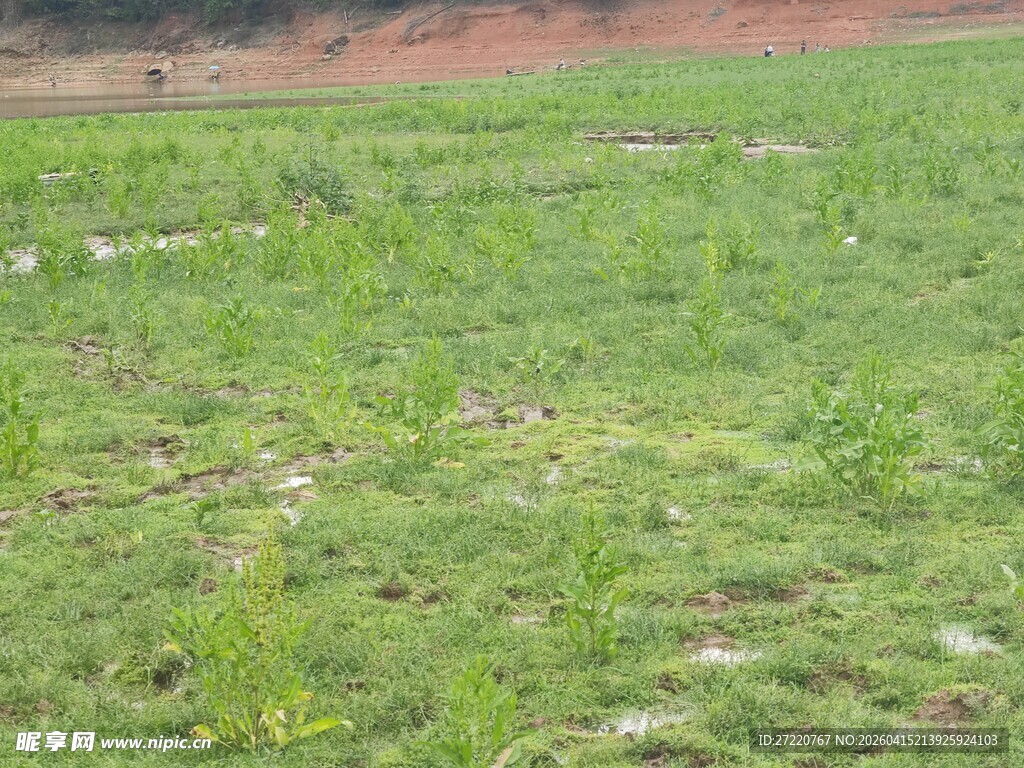 绿意盎然的田野景象