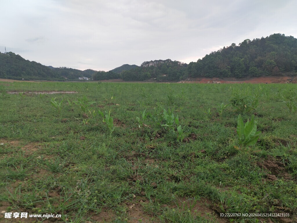 田野中的绿色农作物景观