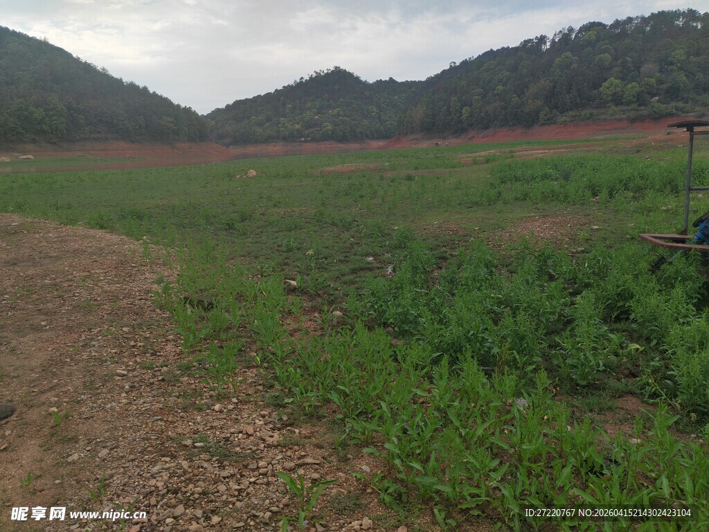 田野中的绿色农作物景观