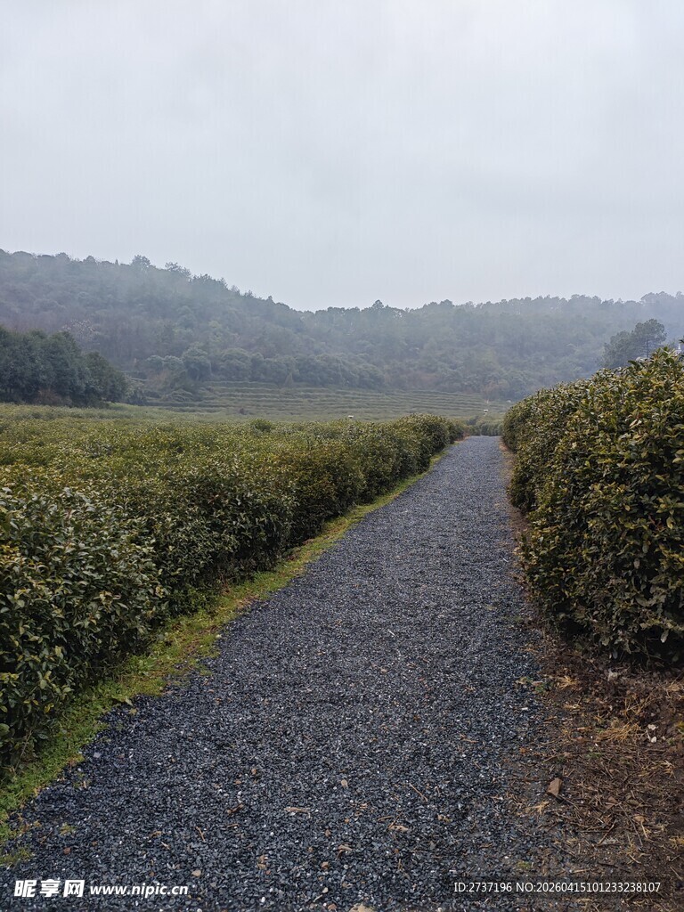 山间茶田小径