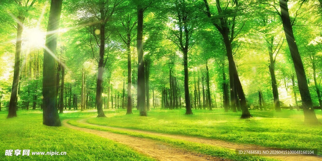 阳光洒落的林间小径