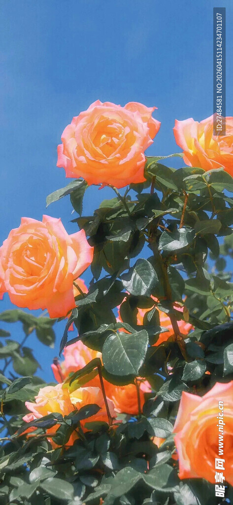 阳光下的橙色月季花