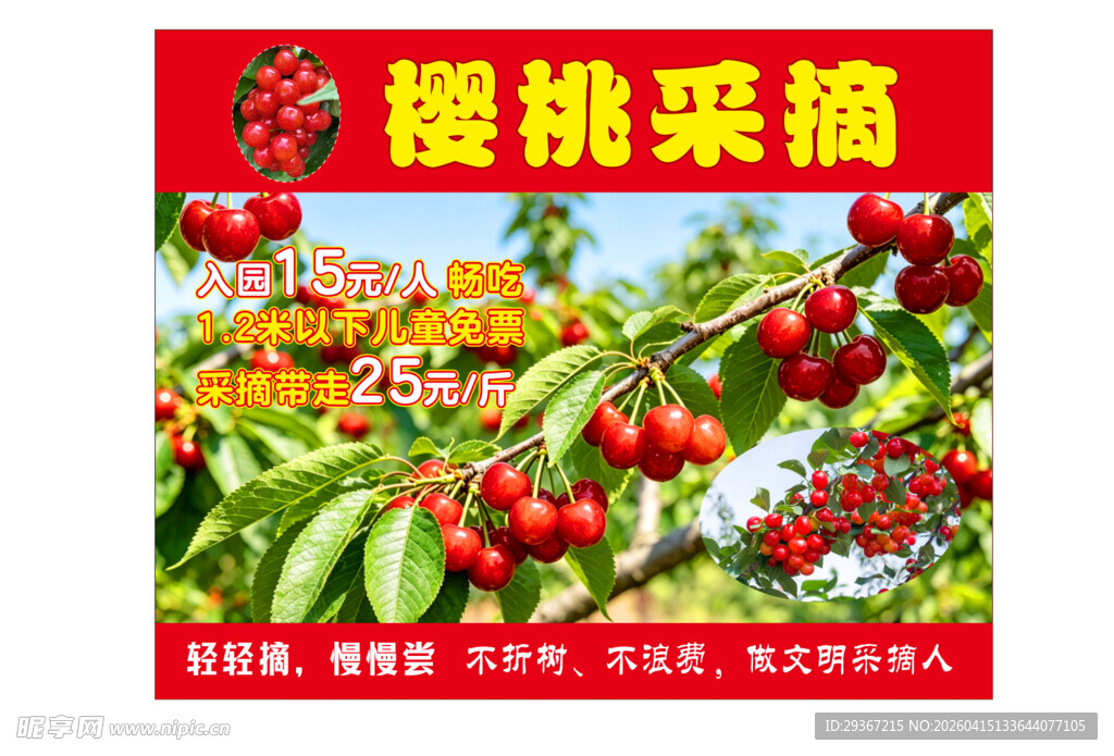 樱桃采摘