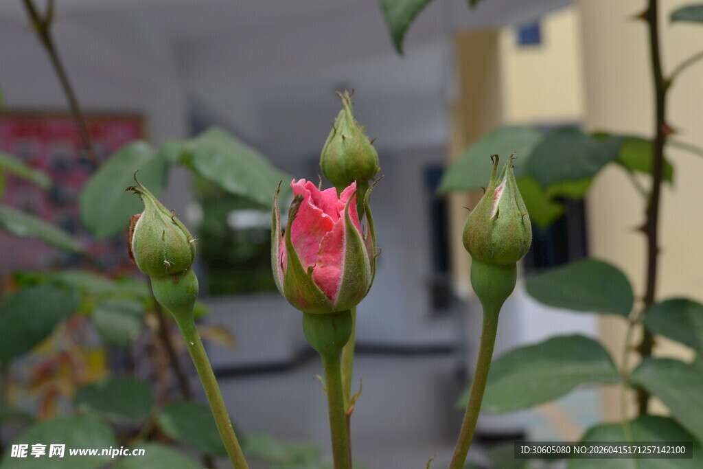 玫瑰花蕾