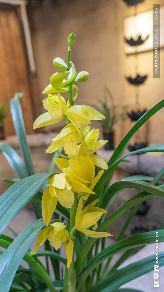 黄色兰花绽放