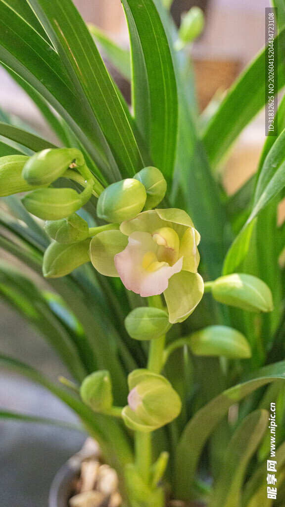 清新绿兰花绽放