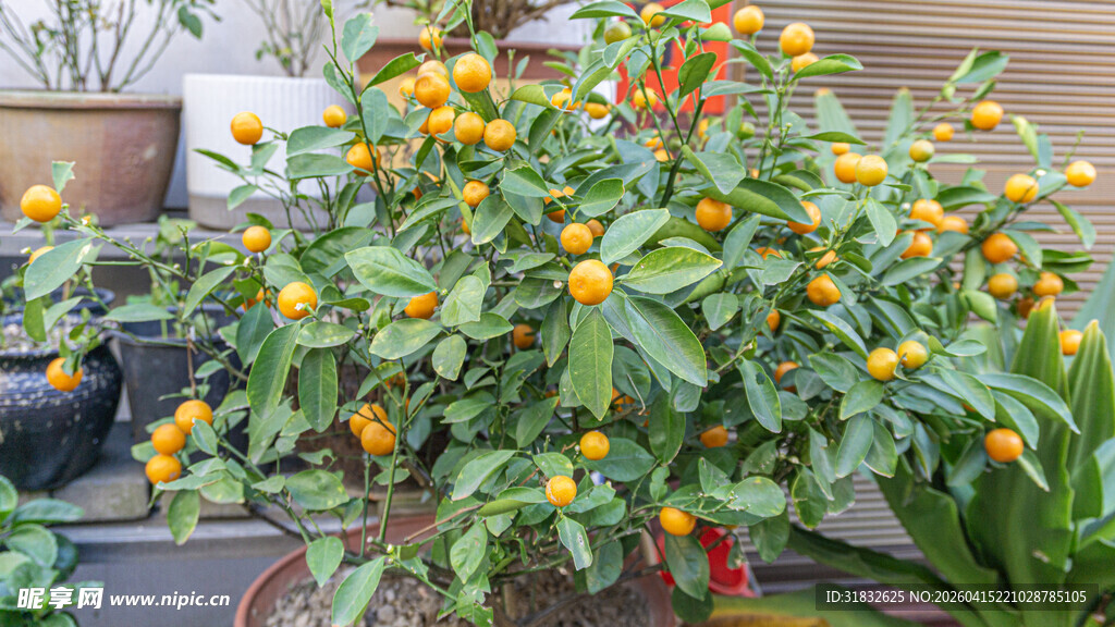 多彩盆栽植物生机盎然