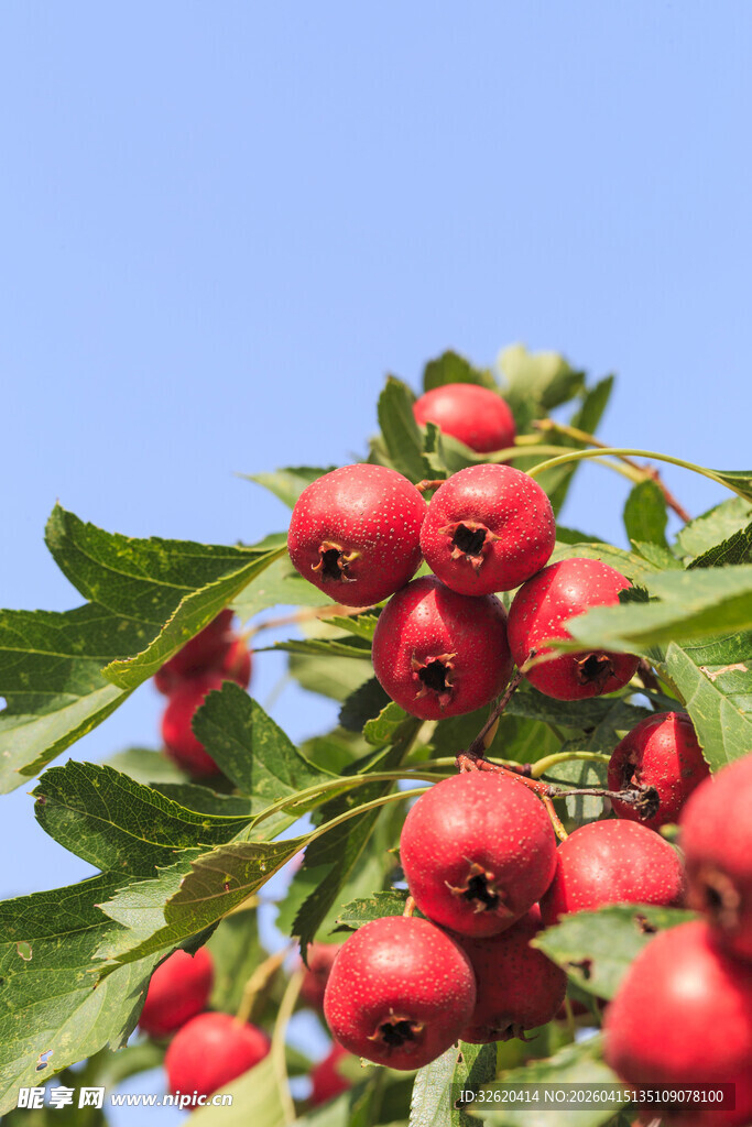 枝头红果累累