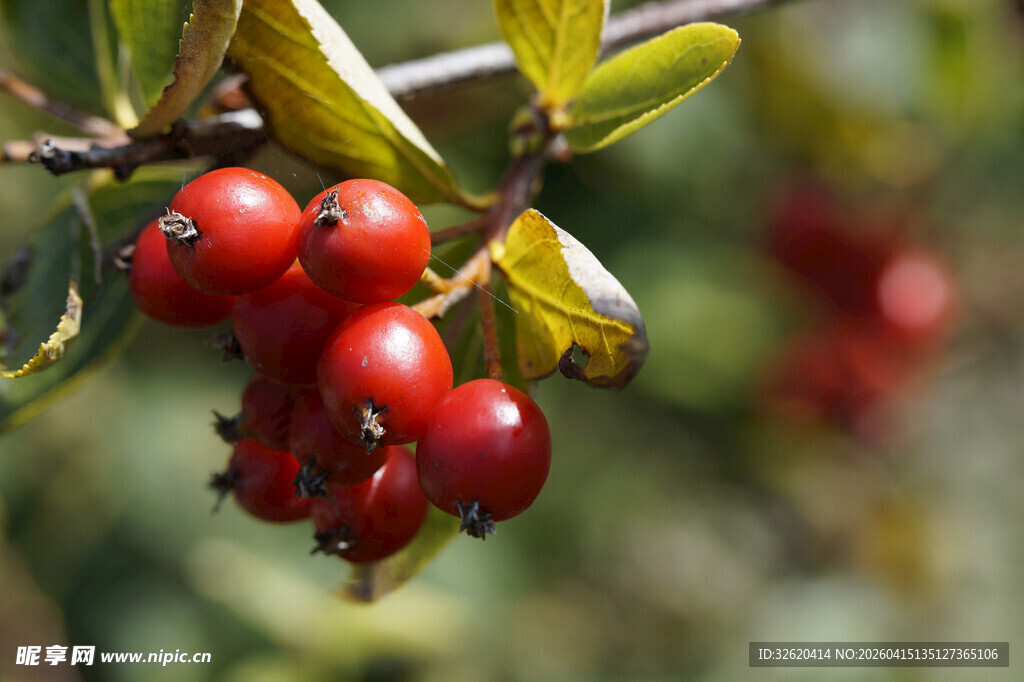 红果挂枝山楂