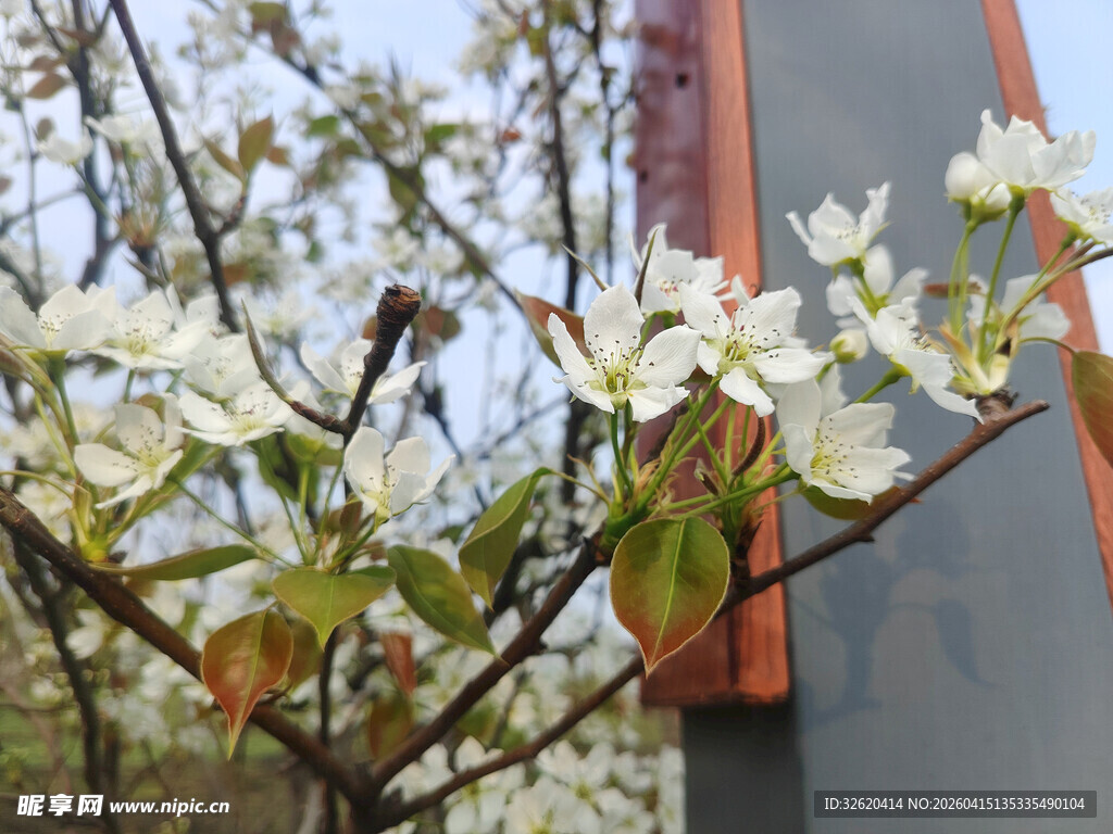 窗前绽放的洁白花枝