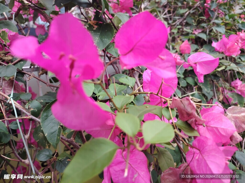 娇艳绽放的玫红色花卉