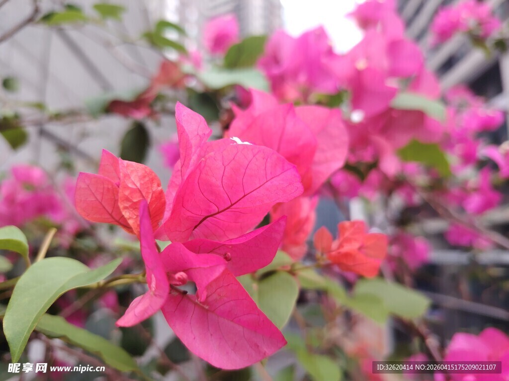 娇艳三角梅绽放