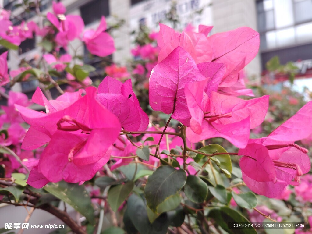 娇艳三角梅绽放