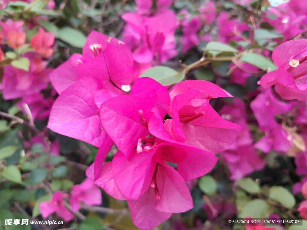 艳丽三角梅绽放