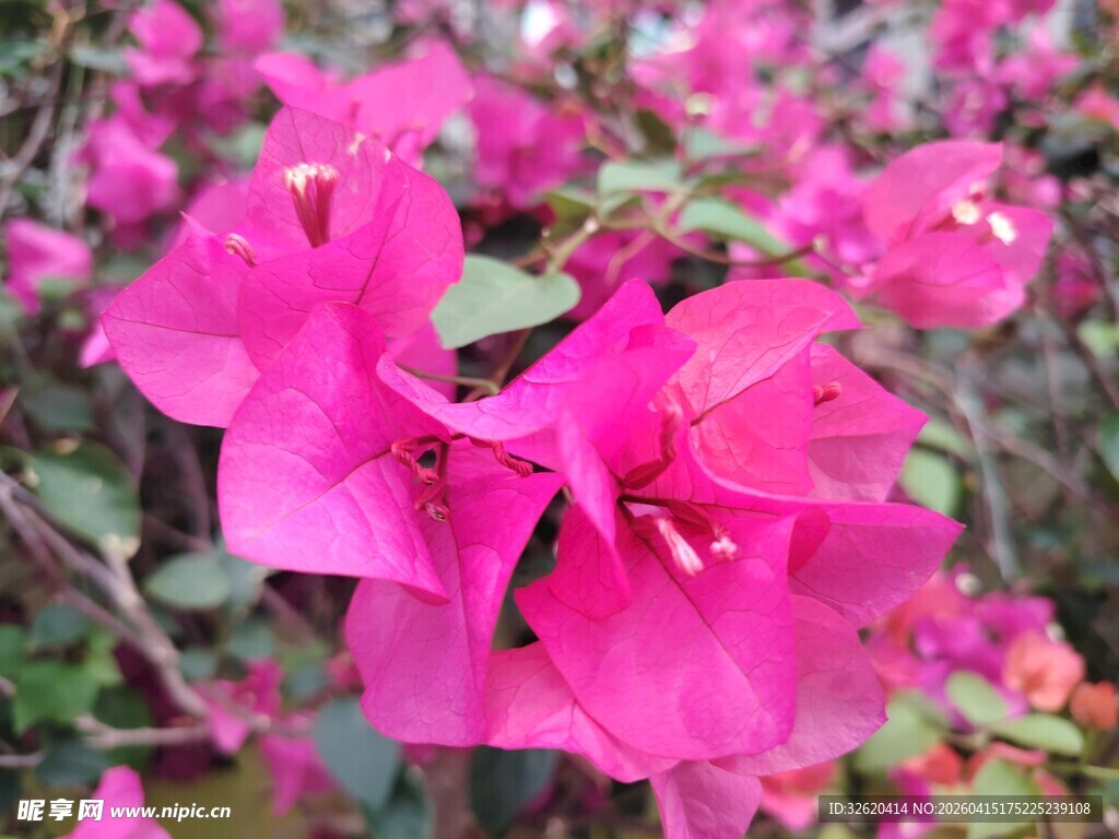 娇艳三角梅绽放