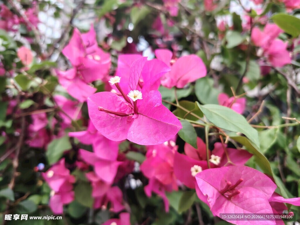 娇艳三角梅绽放