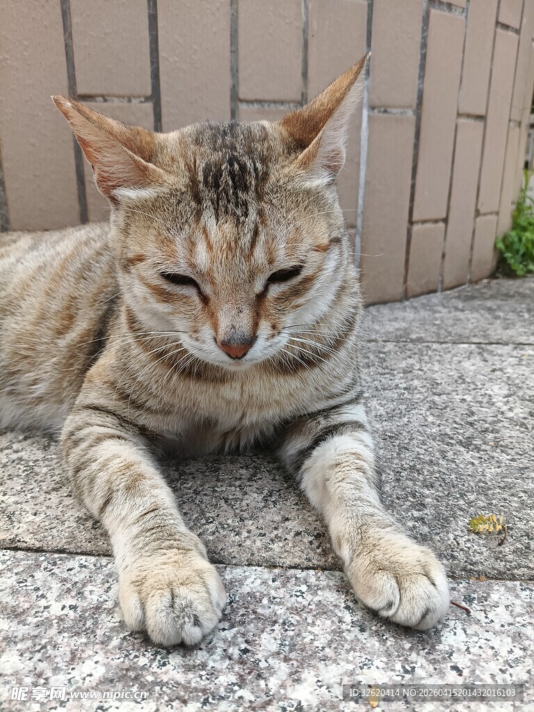 慵懒猫咪惬意趴卧