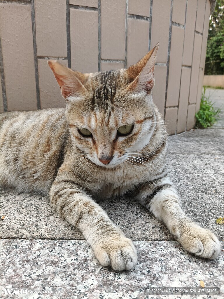 趴在地上的条纹猫咪