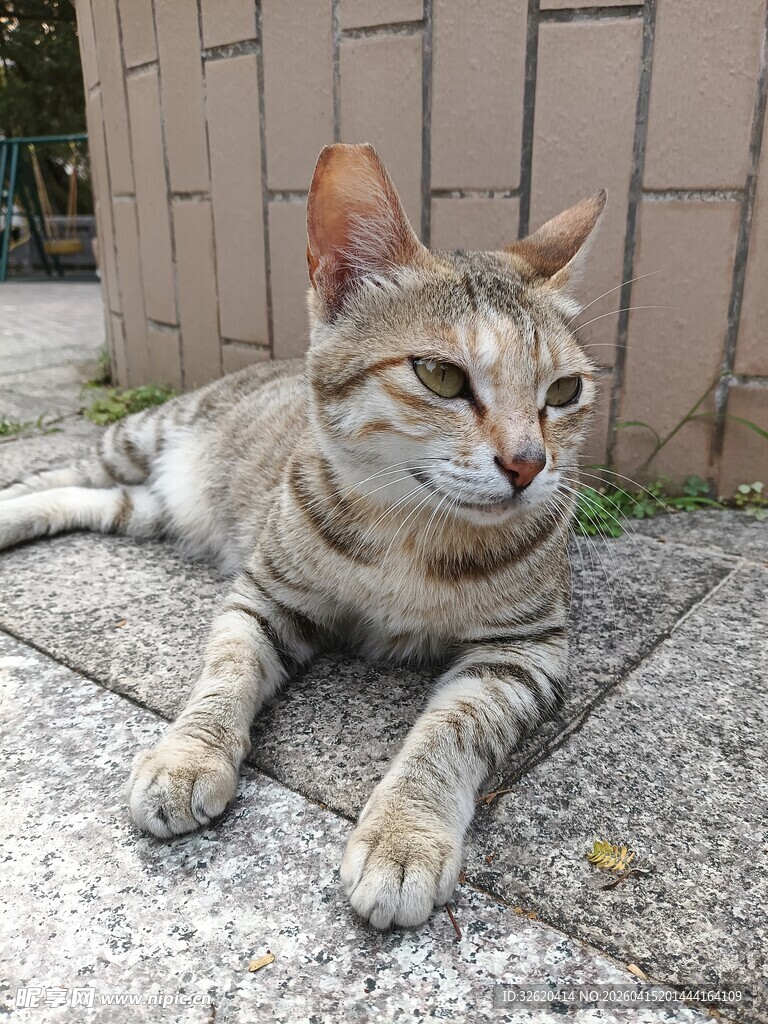 慵懒猫咪惬意趴地