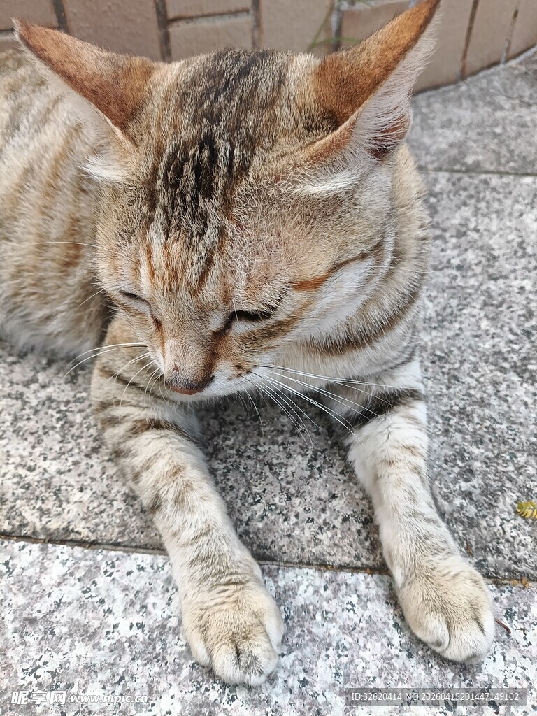 趴着的斑纹猫咪