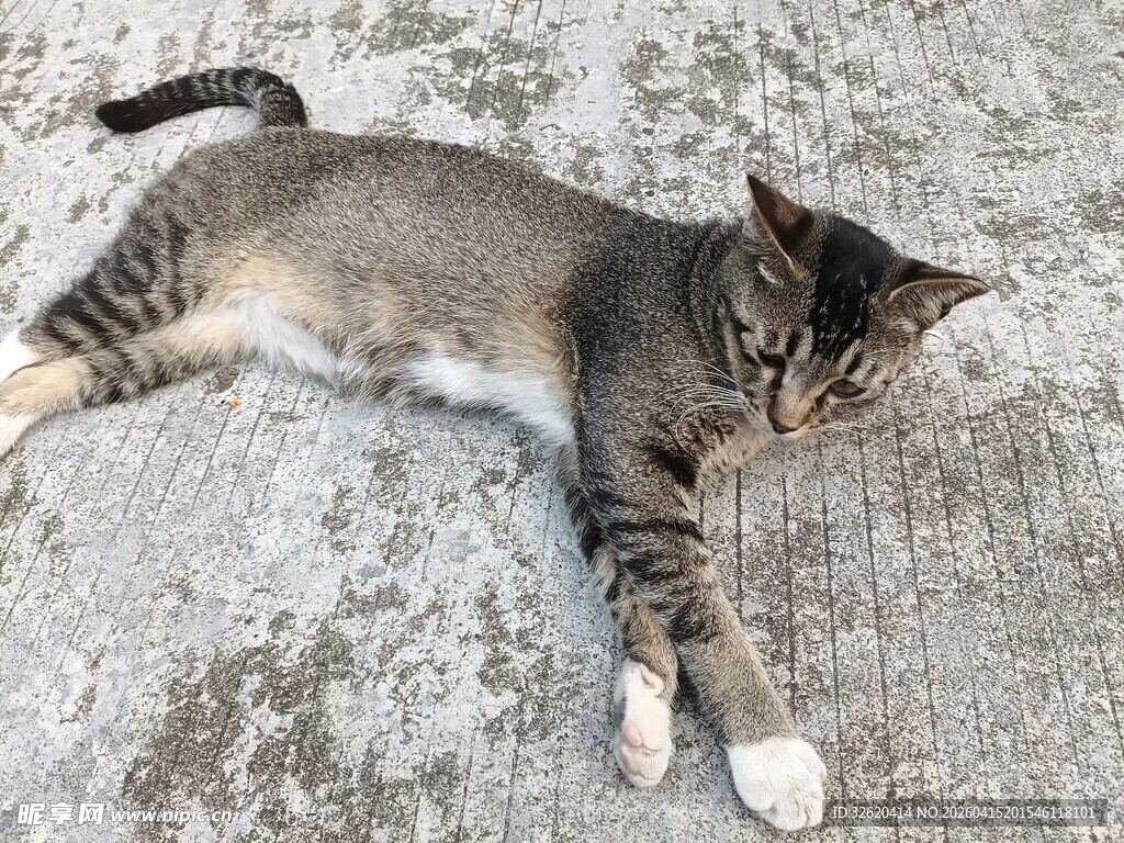 躺卧的可爱小猫咪