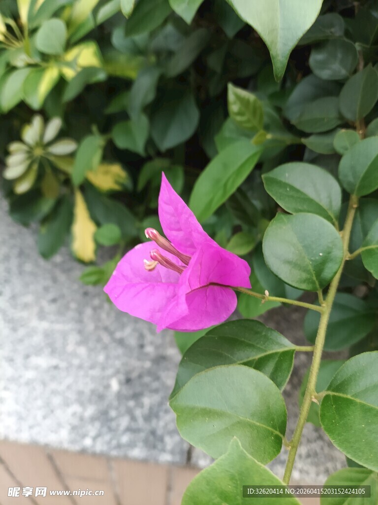 娇艳三角梅绽放绿叶间