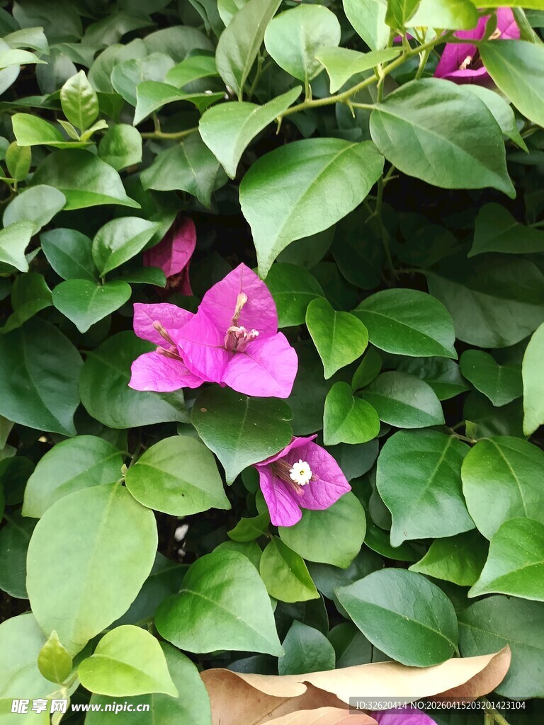 绿叶丛中的娇艳紫花