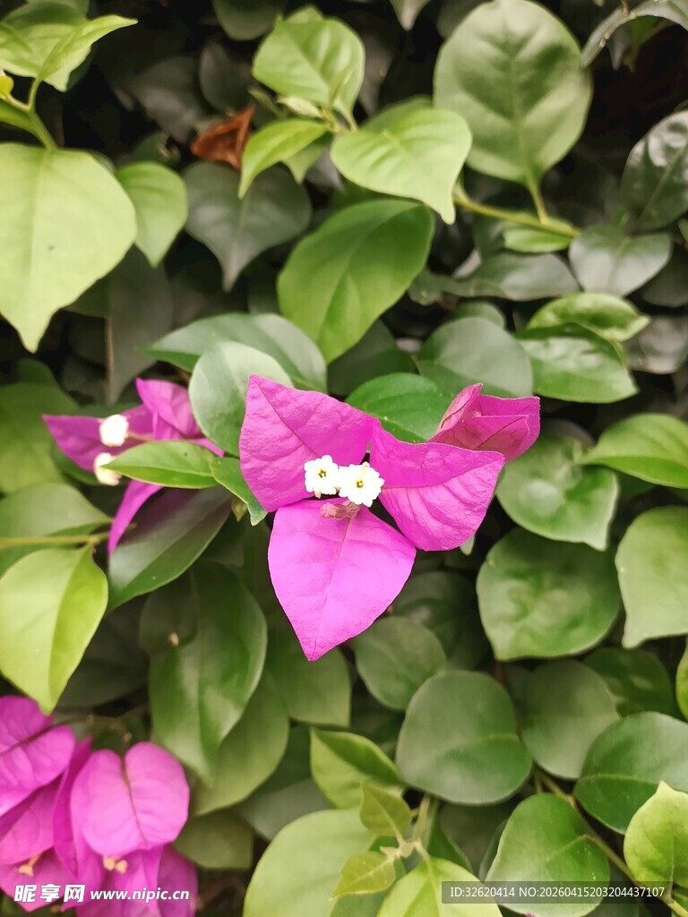 娇艳三角梅绽放绿叶间