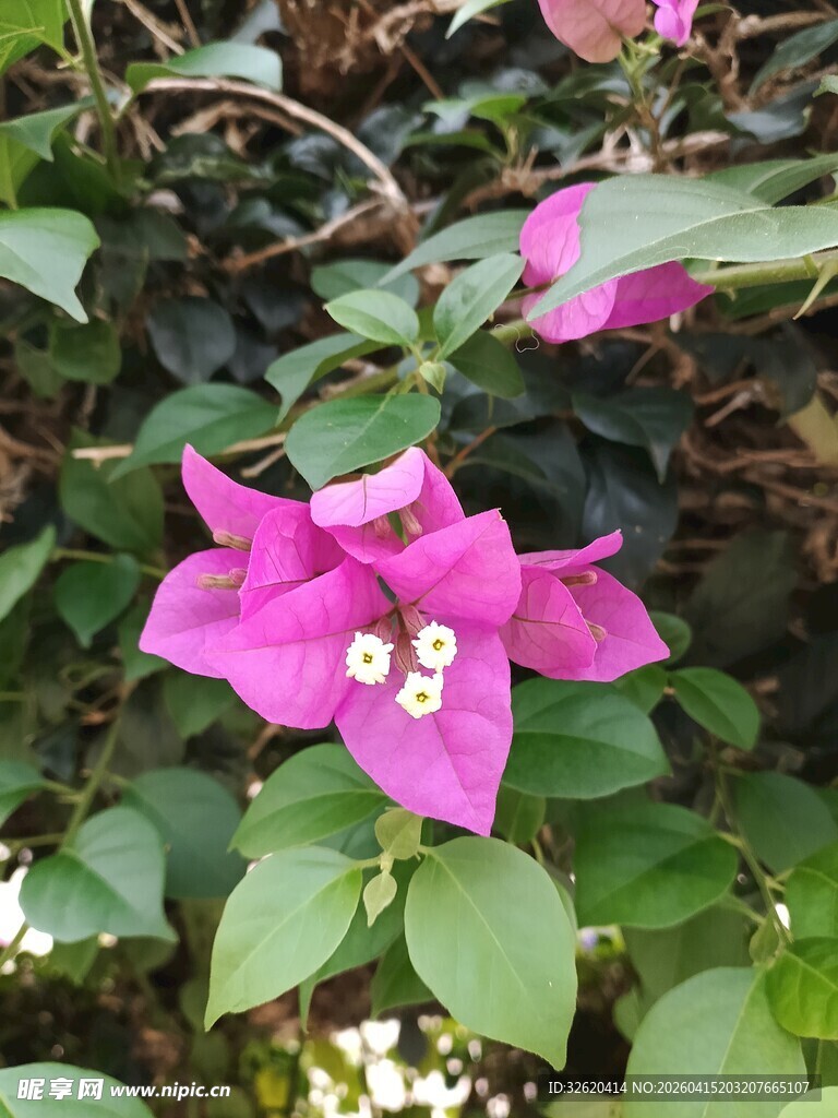 娇艳三角梅绽放绿叶间