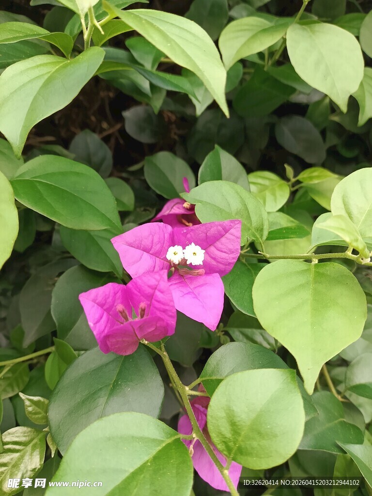 娇艳三角梅绽放绿叶间