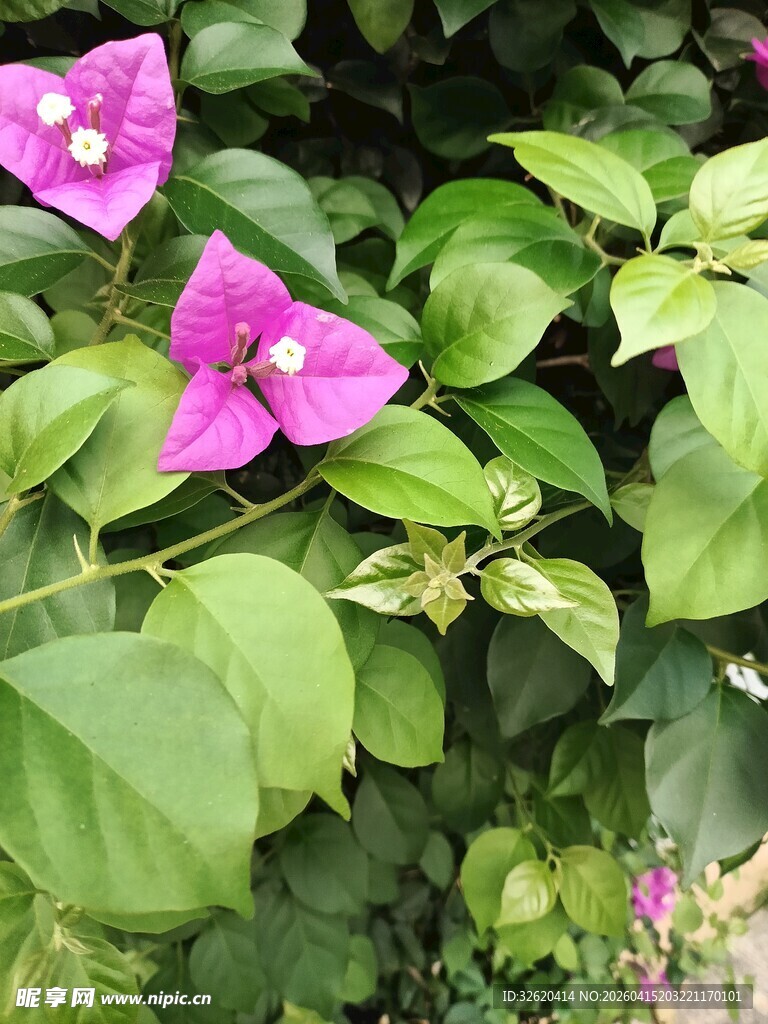 娇艳三角梅绽放绿叶间