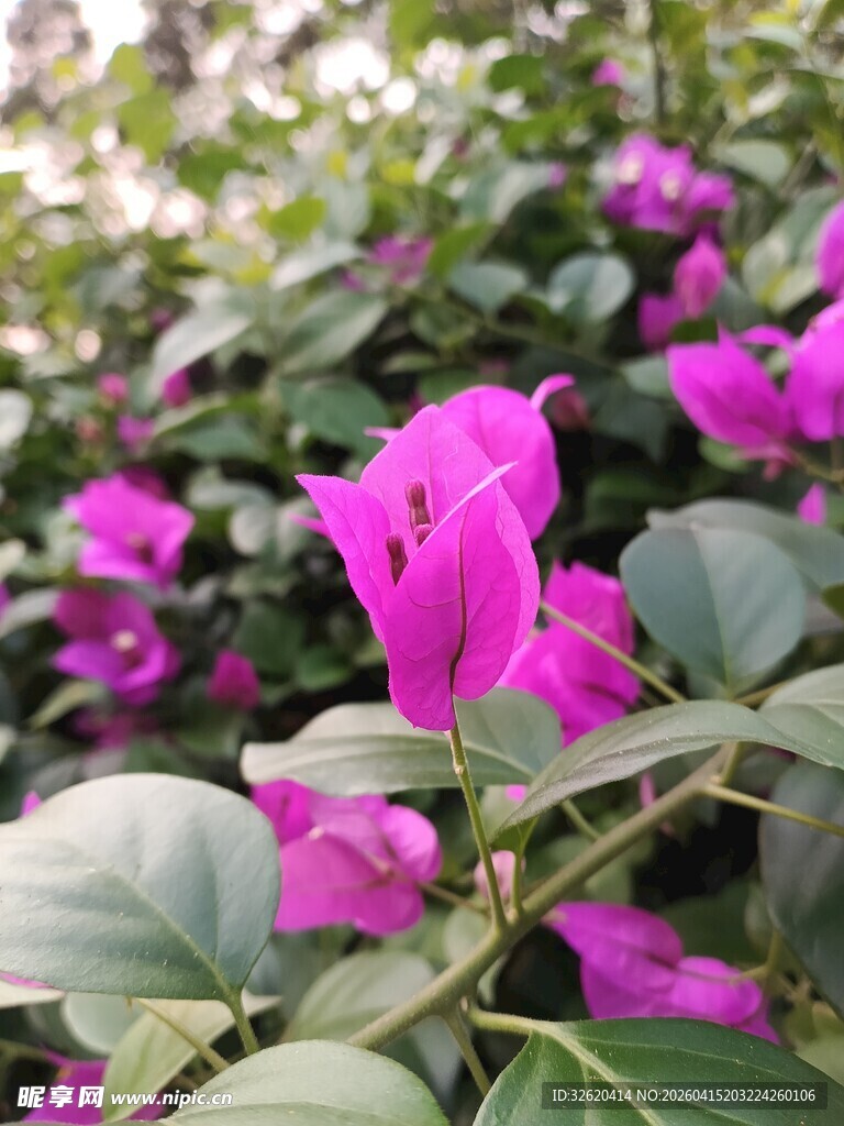 艳丽三角梅绽放