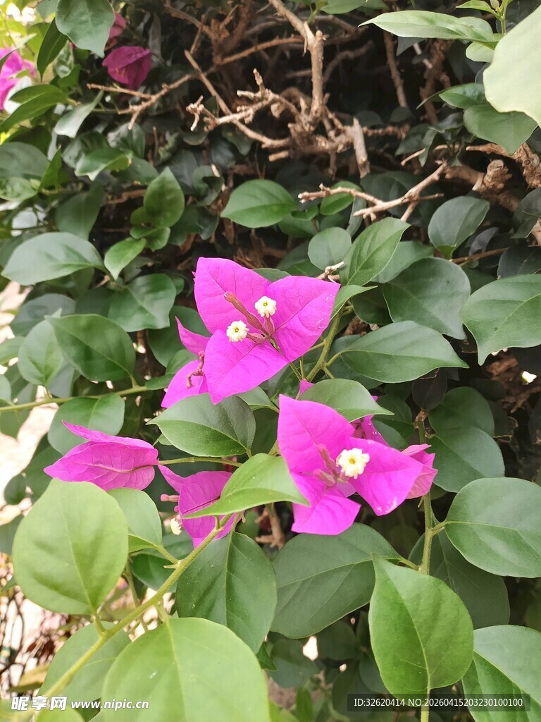 娇艳三角梅绽放