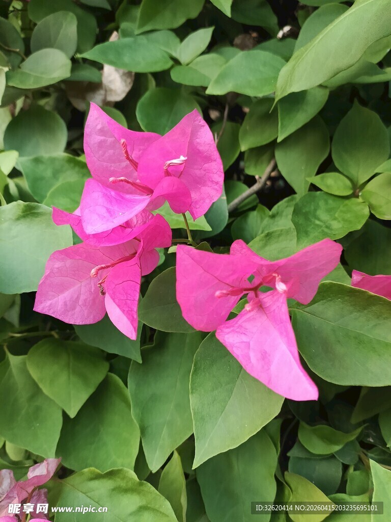 娇艳三角梅绽放绿叶间