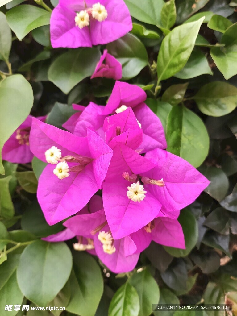 艳丽三角梅绽放